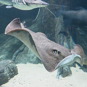 Ocellate river stingray (Potamotrygon motoro), 2023-07-22