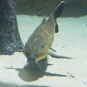 Ripsaw catfish (Oxydoras niger), 2023-07-22