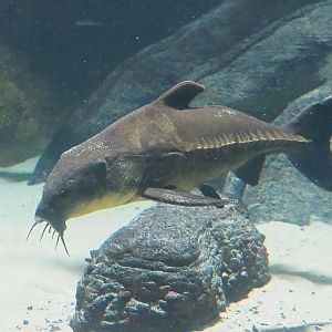 Ripsaw catfish (Oxydoras niger), 2023-07-22