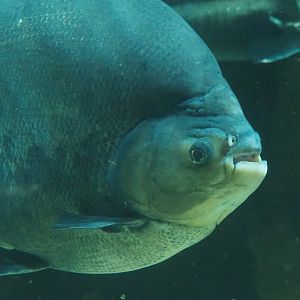 Tambaqui (Colossoma macropomum), 2023-07-22