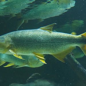 Golden Dorado (Salminus brasiliensis), 2023-07-22