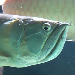 Silver arowana (Osteoglossum bicirrhosum), 2023-07-22