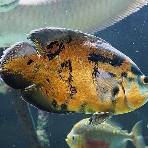 Tiger oscar (Astronotus ocellatus), 2023-07-22