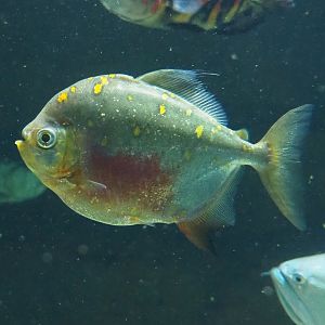 Red hook silver dollar (Myloplus rubripinnis), 2023-07-22