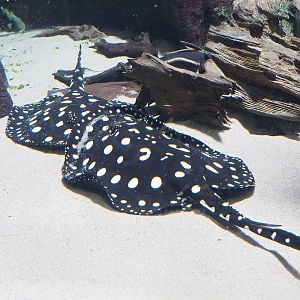White-blotched river stingray (Potamotrygon leopoldi), 2023-07-22