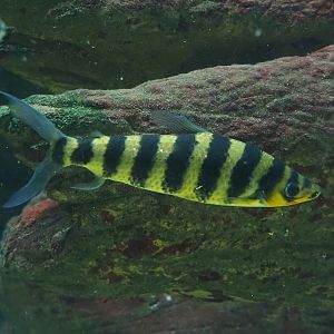 Banded Leporinus (Leporinus fasciatus), 2023-07-22