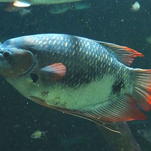 Giant red fin gourami (Osphronemus laticlavius), 2023-07-22