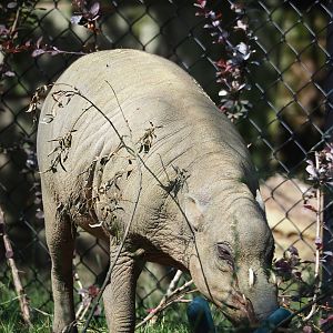 Sulawesi babirusa (Babyrousa celebensis), 2023-07-22