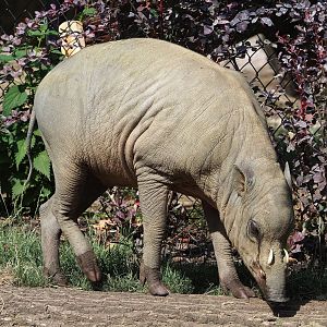 Sulawesi babirusa (Babyrousa celebensis), 2023-07-22