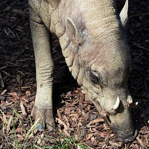 Sulawesi babirusa (Babyrousa celebensis), 2023-07-22