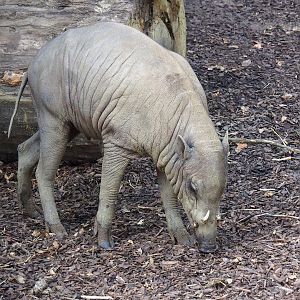 Sulawesi babirusa (Babyrousa celebensis), 2023-07-22
