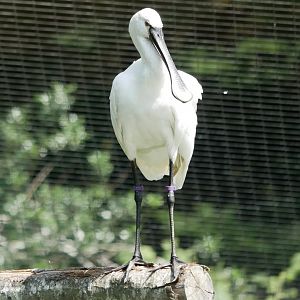Eurasian spoonbill (Platalea leucorodia)