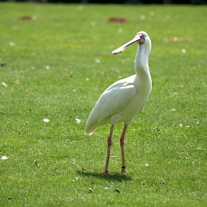 African spoonbill (Platalea alba)