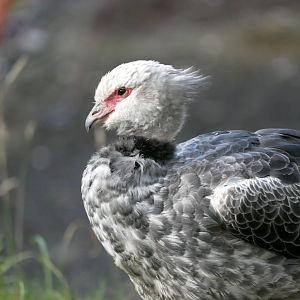 Southern screamer (Chauna torquata)