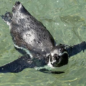 Humboldt penguin (Spheniscus humboldti)