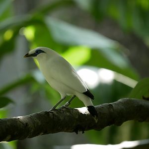 Bali myna (Leucopsar rothschildi)