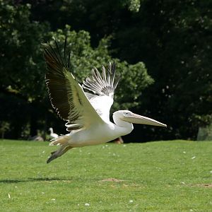 Great white pelican (Pelecanus onocrotalus)