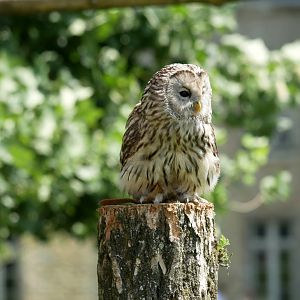 Ural owl (Strix uralensis)