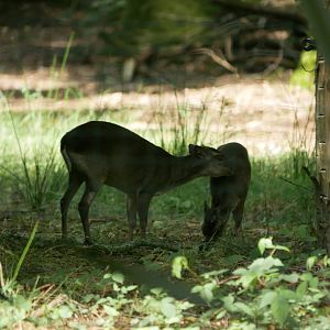 Congo blue duiker (Philantomba monticola congica)