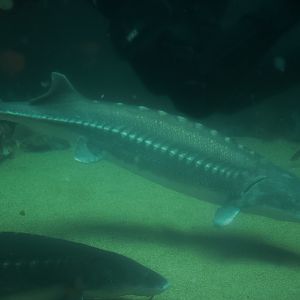 White Sturgeon
