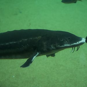 Green Sturgeon