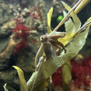 California Two-spot Octopus