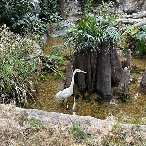 The Swamp- Great Egret