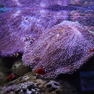Clownfish and Magnifica Anemones
