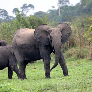 African forest elephant (Loxodonta cyclotis)