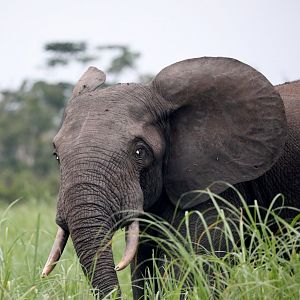African forest elephant (Loxodonta cyclotis)