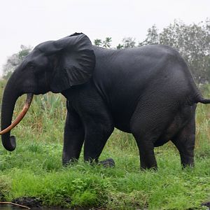 African forest elephant (Loxodonta cyclotis)