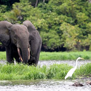 African forest elephant (Loxodonta cyclotis)