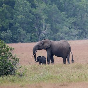 African forest elephant (Loxodonta cyclotis)