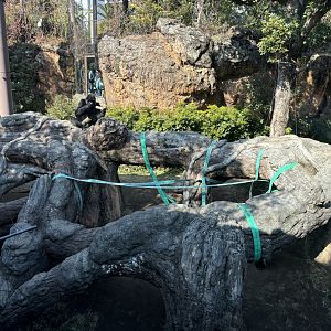 Gorilla enclosure