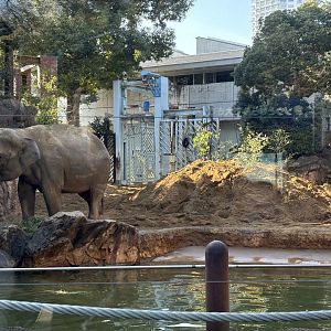 Asian Elephant bull enclosure