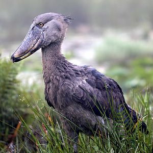 shoebill (Balaeniceps rex)