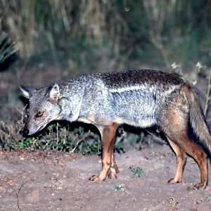side-striped jackal (Lupulella adusta)