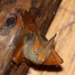 yellow-winged bat (Lavia frons)