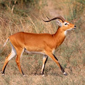 Ugandan kob (Kobus kob thomasi)