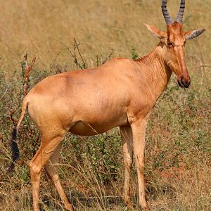 Jackson's or Lelwel hartebeest (Alcelaphus buselaphus lelwel)