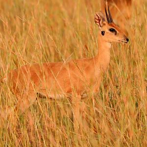 oribi (Ourebia ourebi)