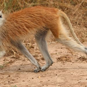 common patas monkey (Erythrocebus patas),