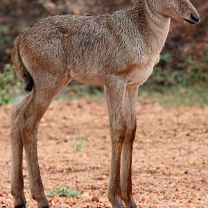 Jackson's or Lelwel hartebeest (Alcelaphus buselaphus lelwel) young