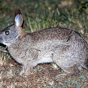 Bunyoro rabbit or Central African rabbit (Poelagus marjorita)