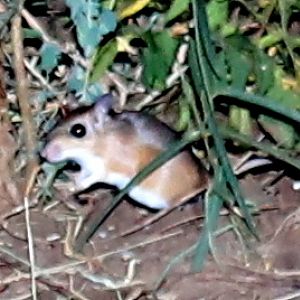 Kemp's gerbil (Gerbilliscus kempi)