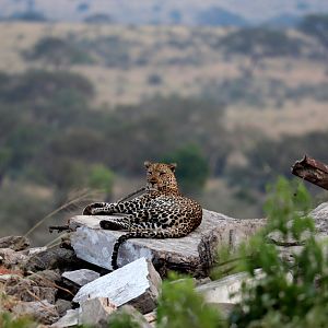 African leopard (Panthera pardus pardus)