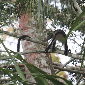 Dent's mona monkey (Cercopithecus denti)
