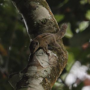 Alexander's bush squirrel (Paraxerus alexandri)