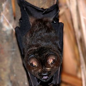 Benito roundleaf bat (Hipposideros beatus)