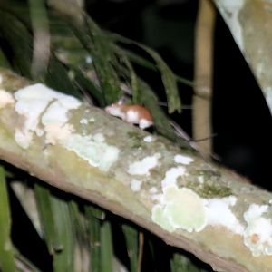 link rat or Congo forest mouse (Deomys ferrugineus)